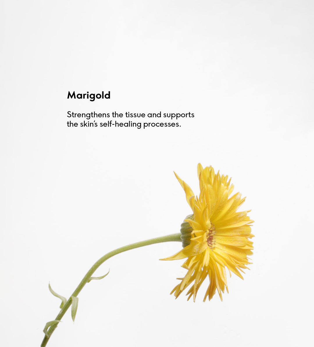 Marigold Body Oil 100ml 9120037354301