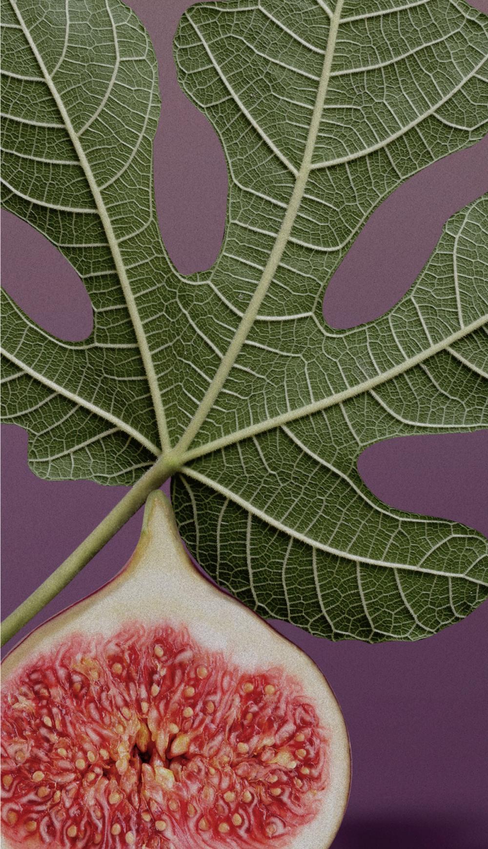 716833643177 Holy Ficus Candle 7 oz